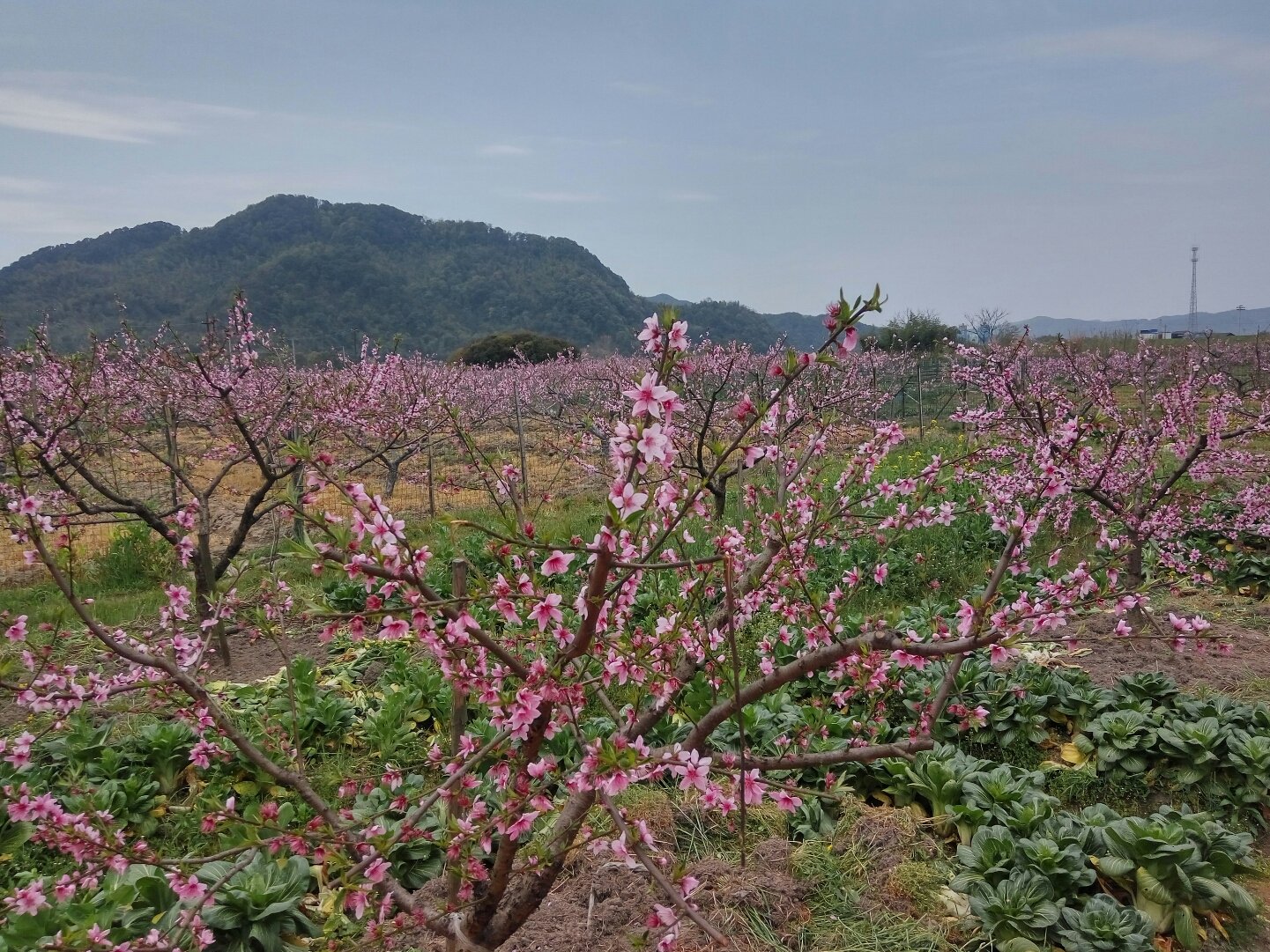 丁宅乡最新天气预报