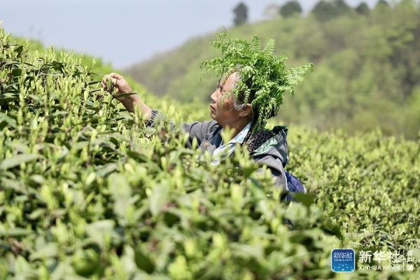 平山茶场最新招聘信息与职业机会深度解析